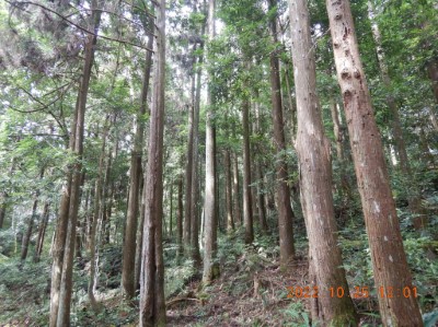 八仙山事業區第118林班達伐採期柳杉生育地照片 
